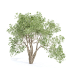 Shrubs Collection vol 243-3DModel
