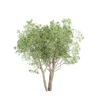 Shrubs Collection vol 243-3DModel