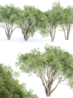 Shrubs Collection vol 243-3DModel