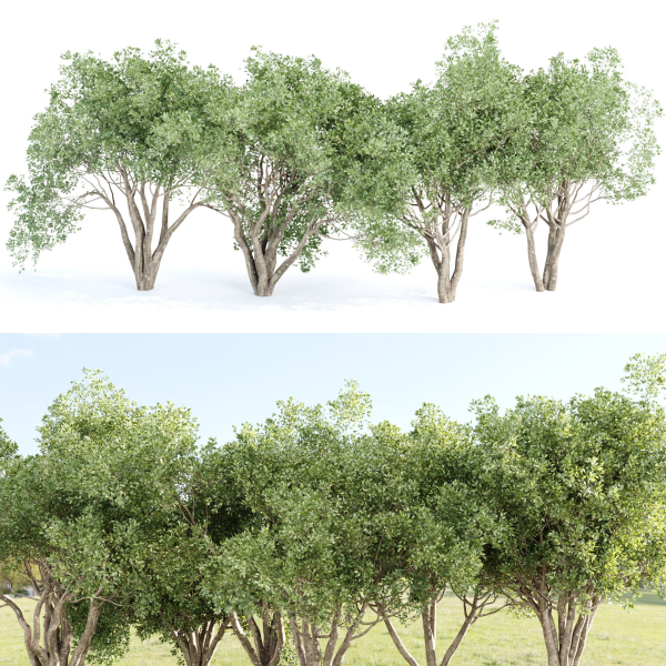 Shrubs Collection vol 243-3DModel