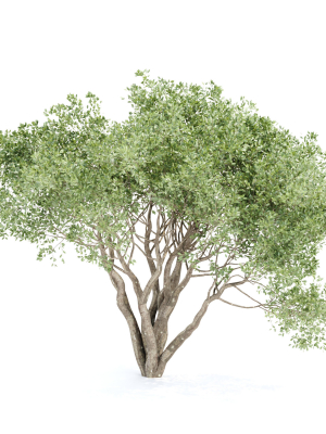 shrubs-collection-vol-243-3dmodel-3d-model-e1392c6c24