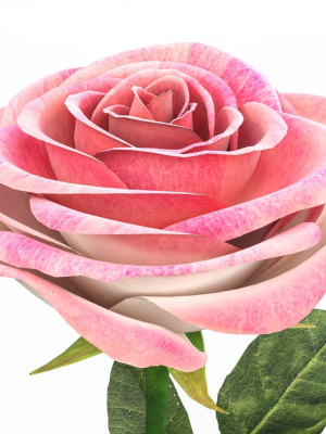 single-beautiful-pink-rose-3d-model-1657fc67d0