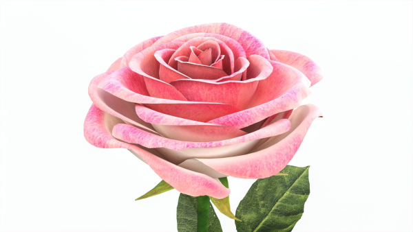 Single Beautiful Pink Rose