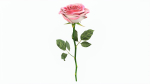 Single Beautiful Pink Rose