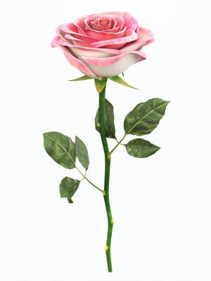Single Beautiful Pink Rose