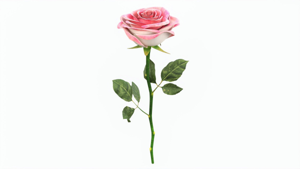 Single Beautiful Pink Rose