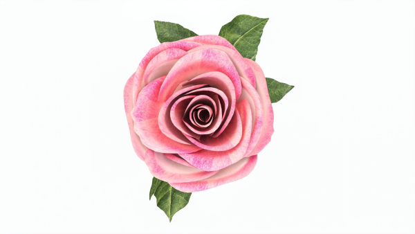 Single Beautiful Pink Rose