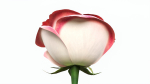Single Beautiful Pink Rose