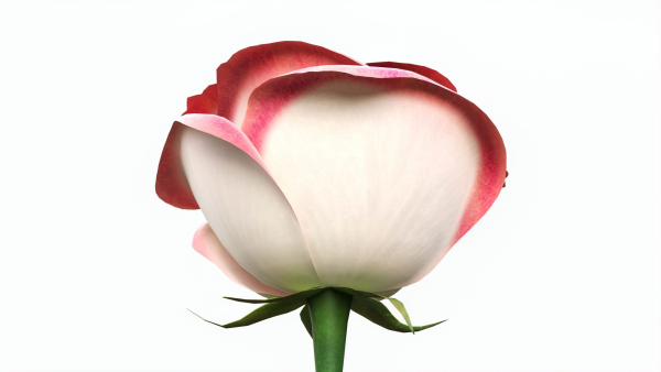 Single Beautiful Pink Rose