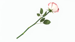 Single Beautiful Red Pink On Ground