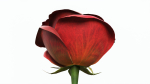 Single Beautiful Red Rose