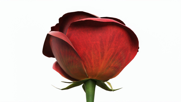 Single Beautiful Red Rose