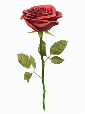 Single Beautiful Red Rose