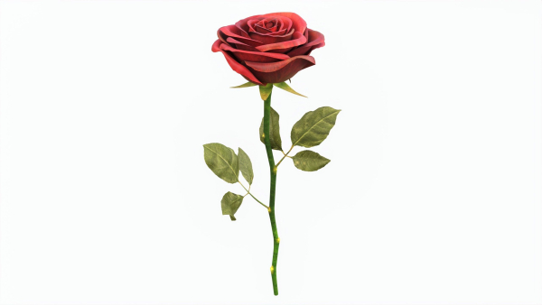 Single Beautiful Red Rose