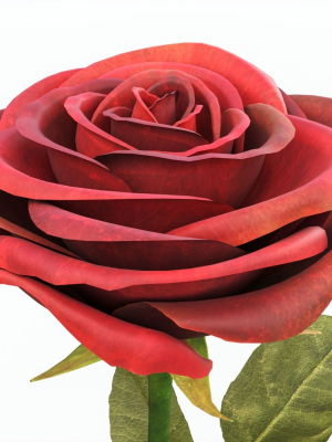 single-beautiful-red-rose-3d-model-4b29f44bc9