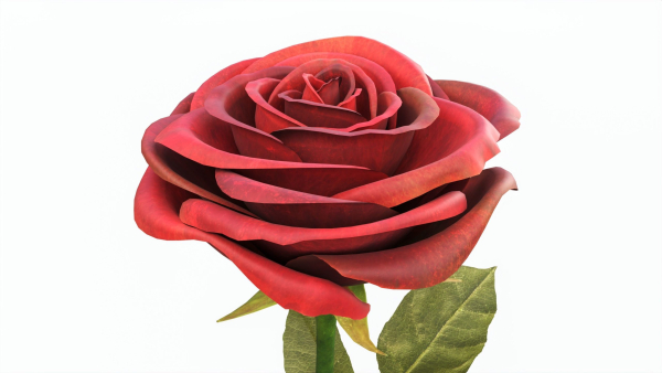 Single Beautiful Red Rose