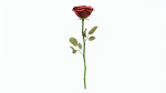 Single Beautiful Red Rose