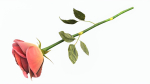 Single Beautiful Red Rose On Ground