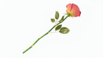 Single Beautiful Red Rose On Ground