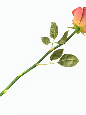 Single Beautiful Red Rose On Ground