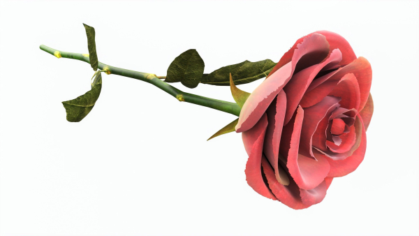 Single Beautiful Red Rose On Ground
