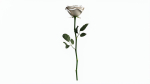 Single Beautiful White Rose