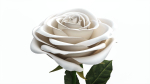 Single Beautiful White Rose