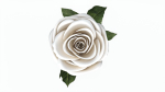 Single Beautiful White Rose