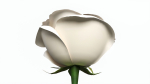 Single Beautiful White Rose