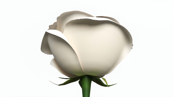Single Beautiful White Rose