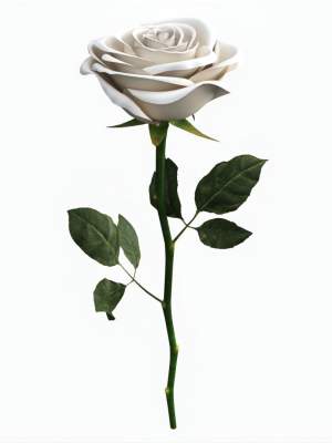 Single Beautiful White Rose