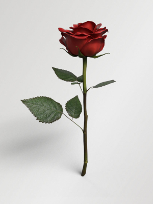 Single Red Rose