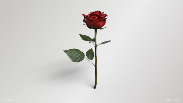 Single Red Rose