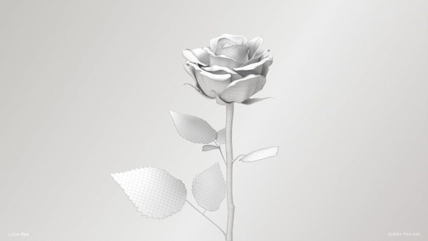 Single Red Rose