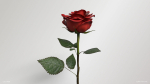Single Red Rose