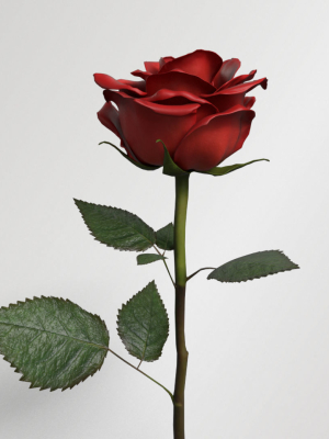 single-red-rose-3d-model-12f8efd5e5