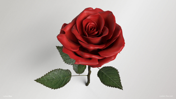 Single Red Rose