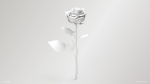 Single Red Rose