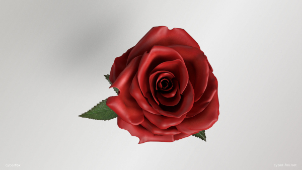 Single Red Rose