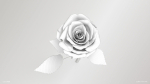 Single Red Rose