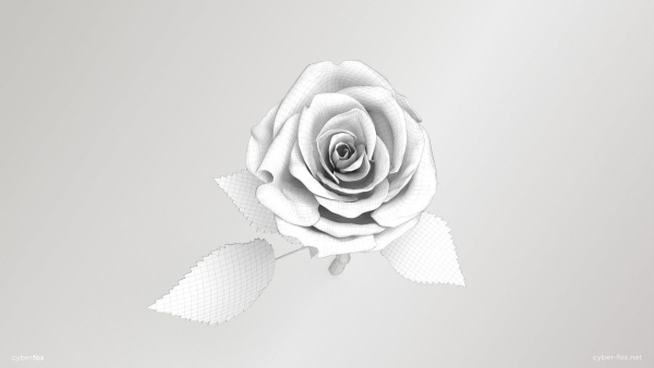 Single Red Rose
