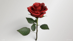 Single Red Rose