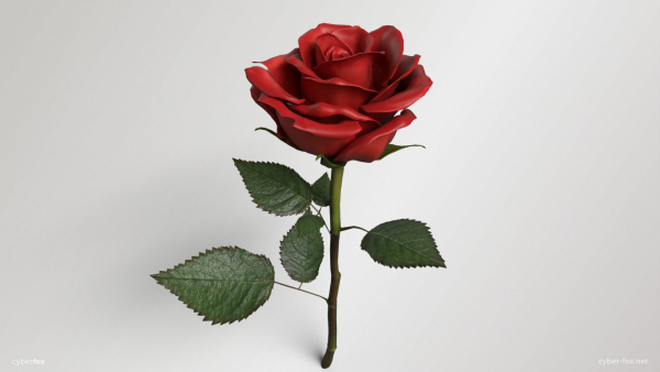 Single Red Rose