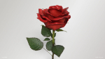 Single Red Rose