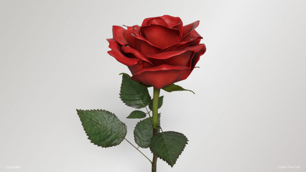 Single Red Rose