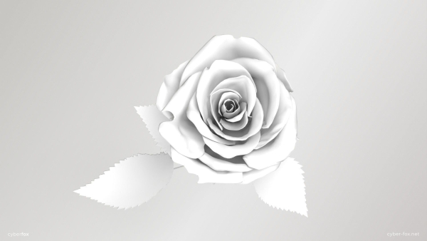 Single Red Rose