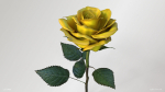 Single Yellow Rose