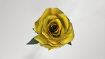 Single Yellow Rose