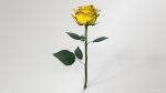 Single Yellow Rose
