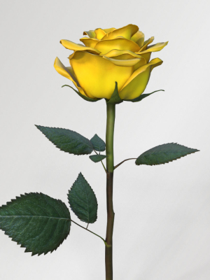 Single Yellow Rose